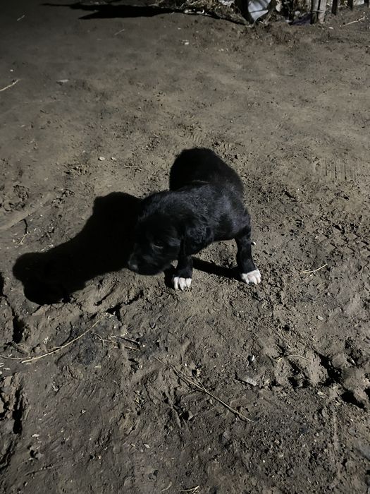 Тазы кушіктер таза қанды