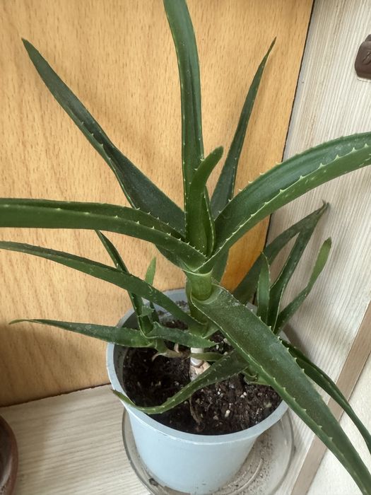 Алое вера в саксия