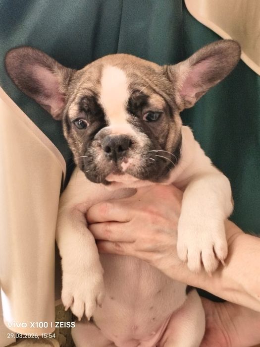 Щенки французского бульдога.