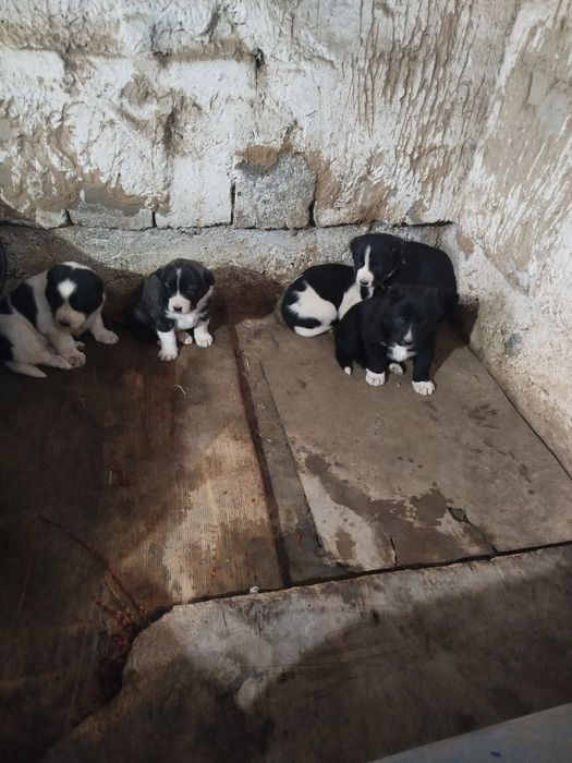 Toza Alabay bolalari sotiladi