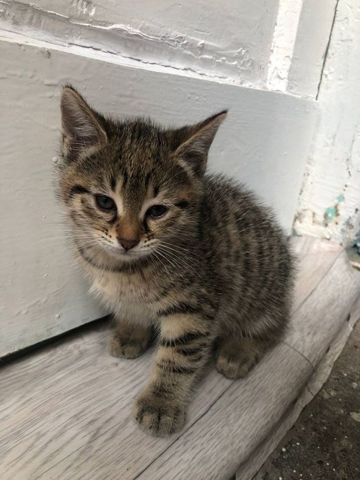 Zotli Mushuk bolari sotiladi