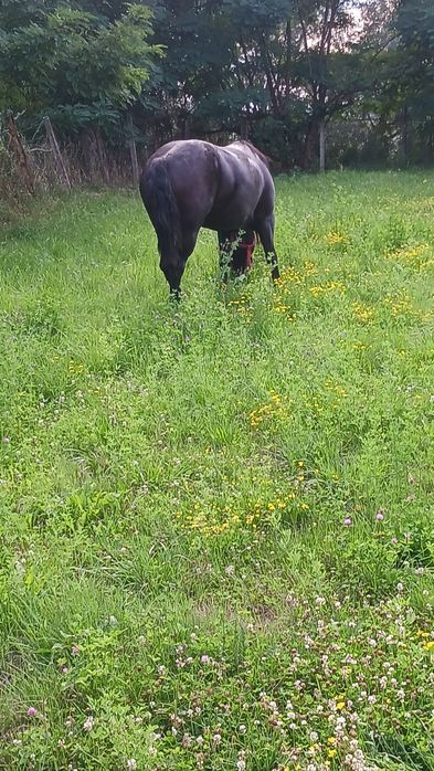 Manzuca de vanzare din linia miutescu