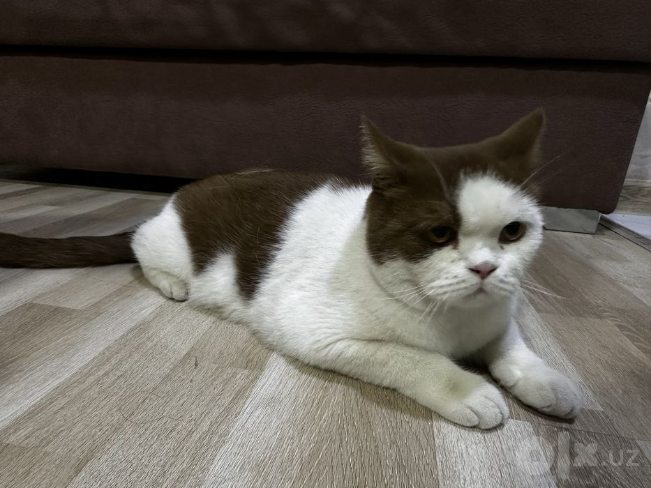 Продаю британскую короткошёрстную кошку