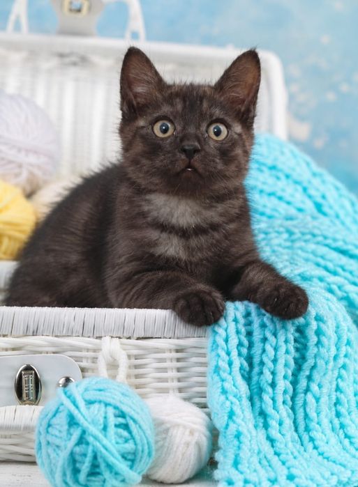 Отдам котят в добрые руки