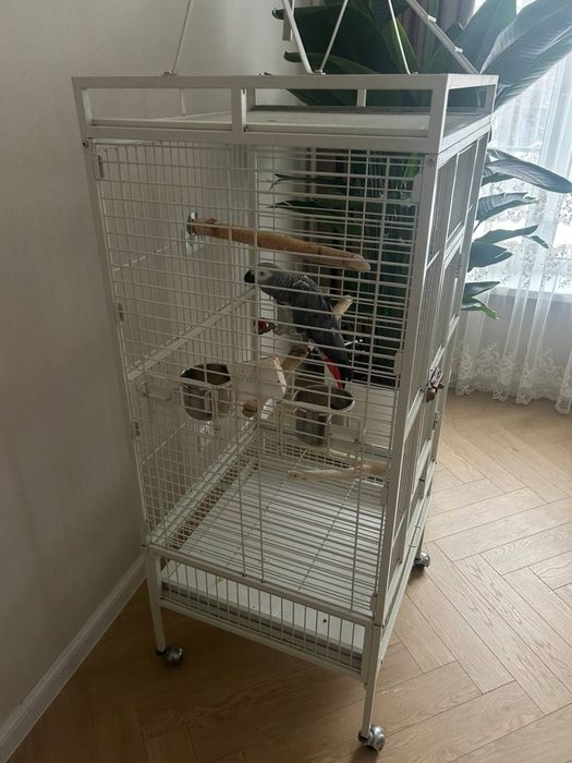 Попугай Жако (окольцованный)