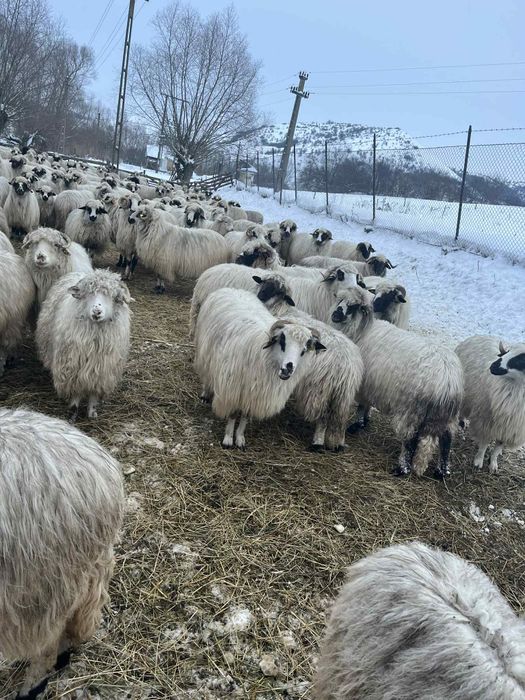 Vând 170de oi  gestante   unele  fătate și  30 de cărlani