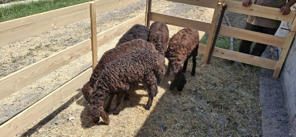 Nasildor husori qoʻylar bor