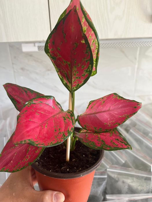 Комнатные растения