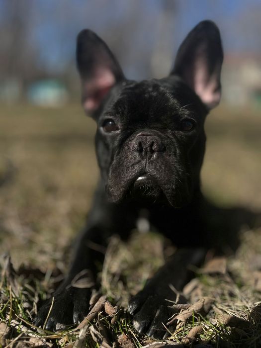 Вязка Французкого бульдога