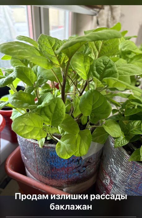 Рассада баклажан перца