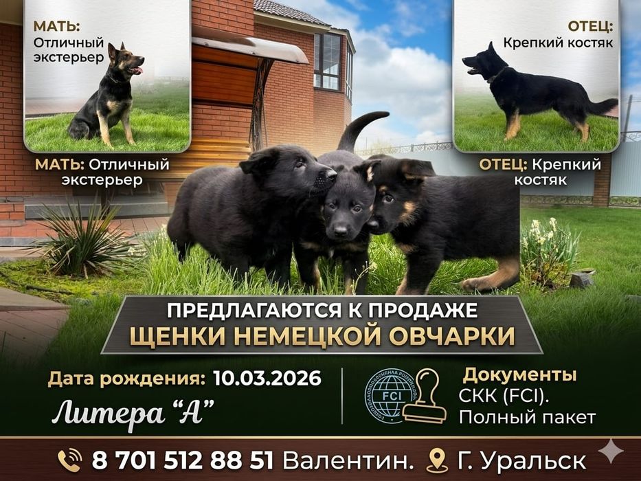 Щенки немецкой овчарки рабочего разведения.