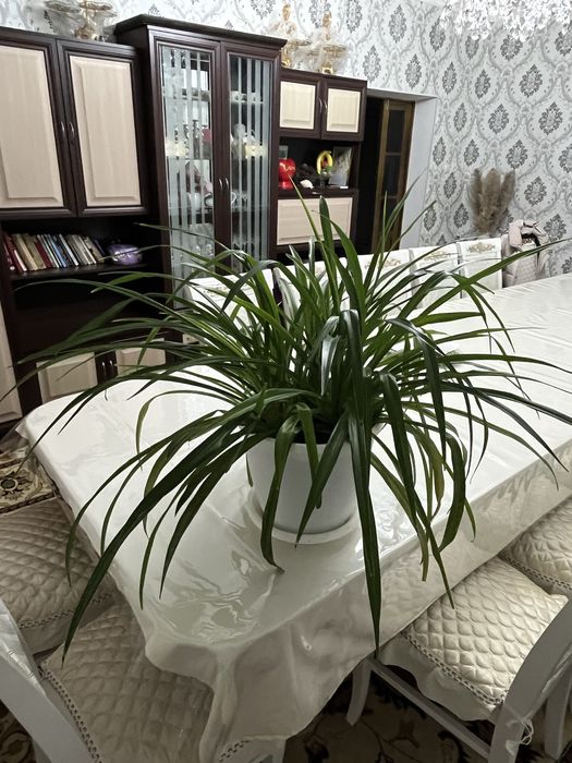 Цветы хлорофитум