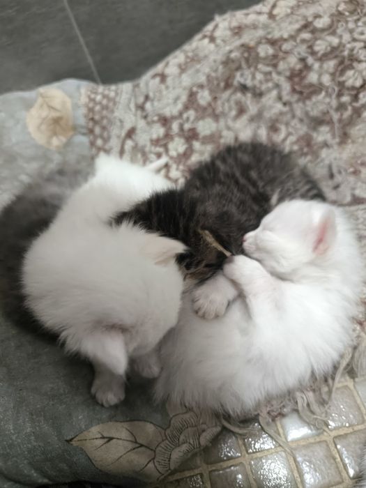 Котята, отдадим в добрые руки