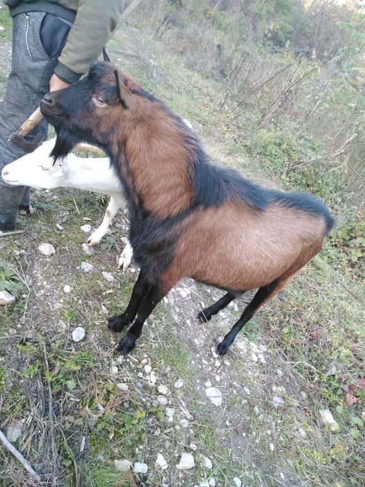 Vând țap de rasă Alpin Francez. 1500 RON  Negociabil