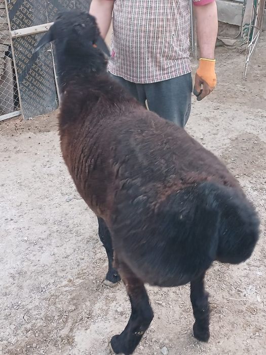 Қошқар сатылады 130мың тг