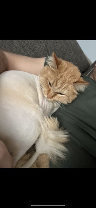Пропал рыжий кот