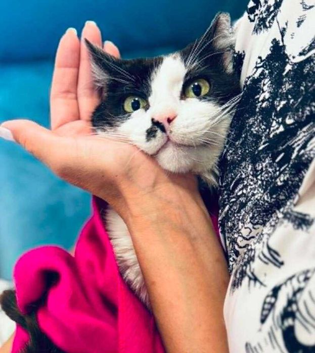 Коте Монси търси дом