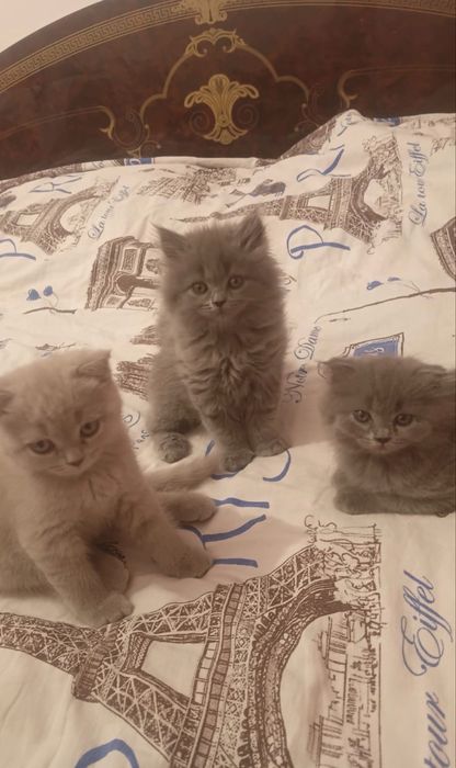 Котята, британец+шотланка микс