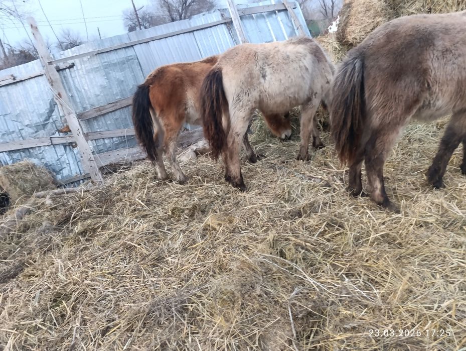 Продам хороших тайчиков