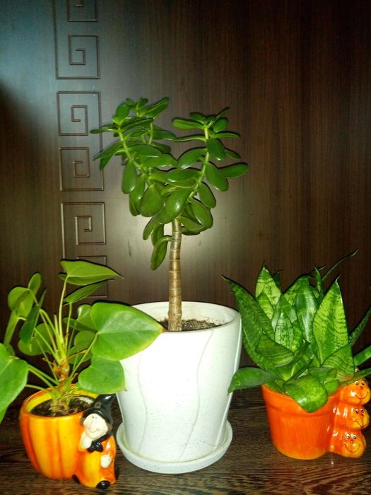 Коледниче,исусов венец,кротон,бамбук,дървовидно алое,красула,сенсевиер