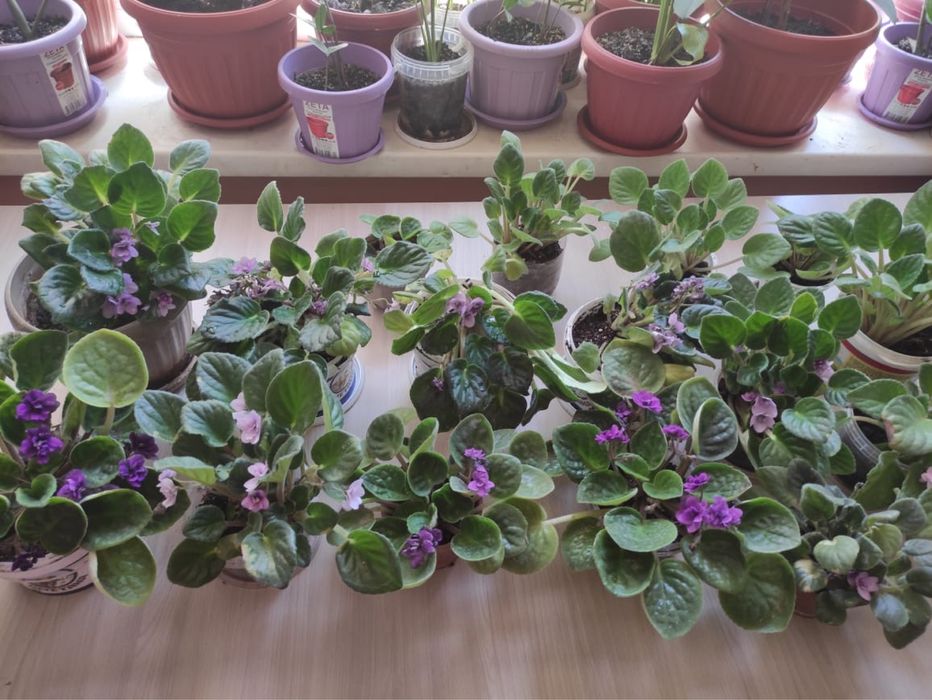 Фиалки цветущие 1200 тг