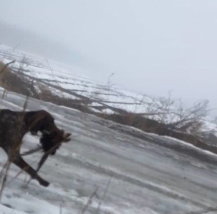 Собака кабель на вязку .