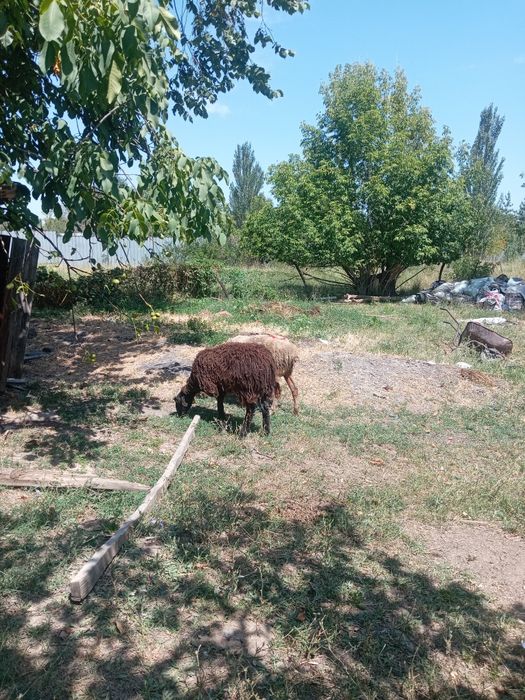 Продам баран матки.