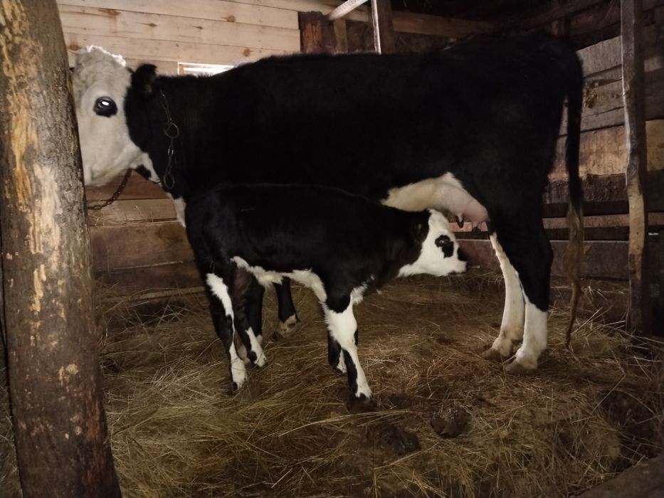 Корова с теленком(бычок)