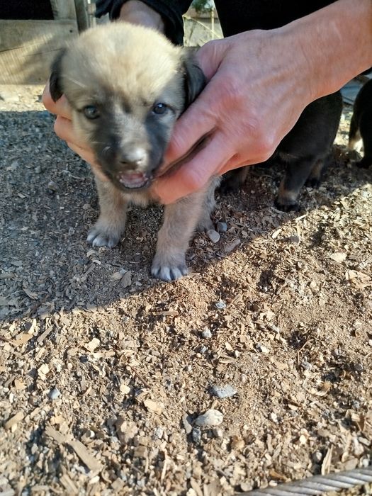 Щенки,щеночки,крысоловы