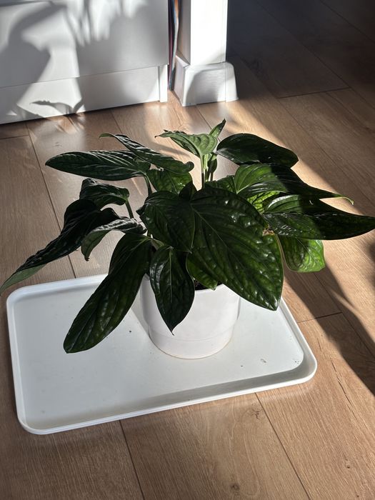 Эпипремнум марбл планет