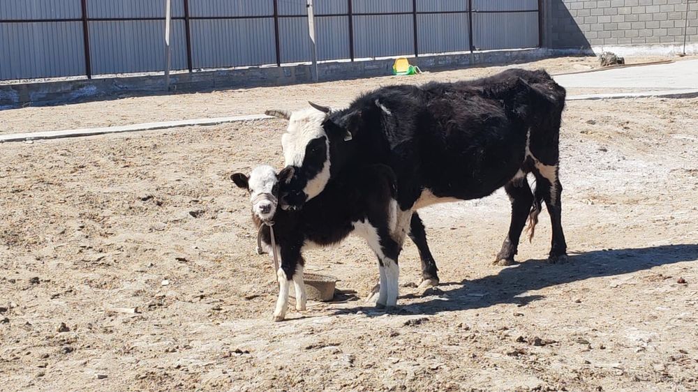 Бұзаулы сиыр сатылады!!