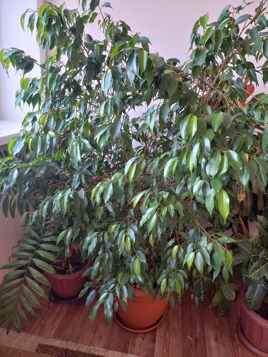 Продам комнатные цветы.