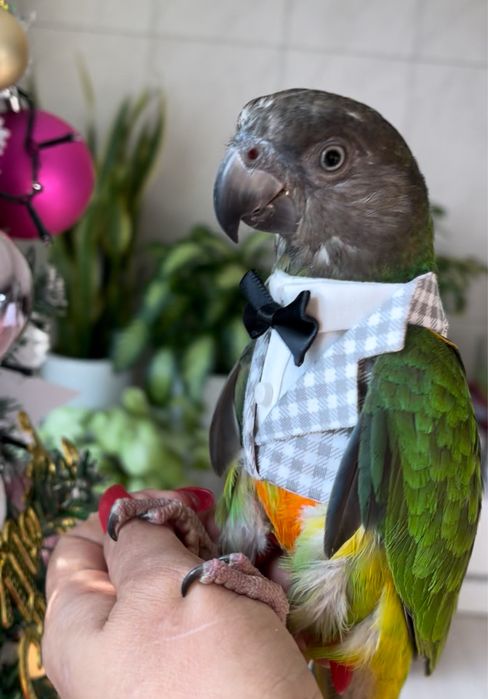 Сенегальский попугай ручной