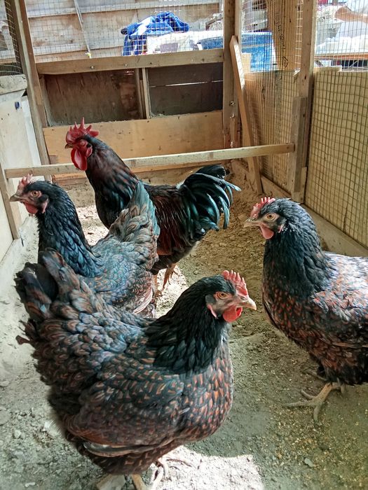 Барновельдер золото