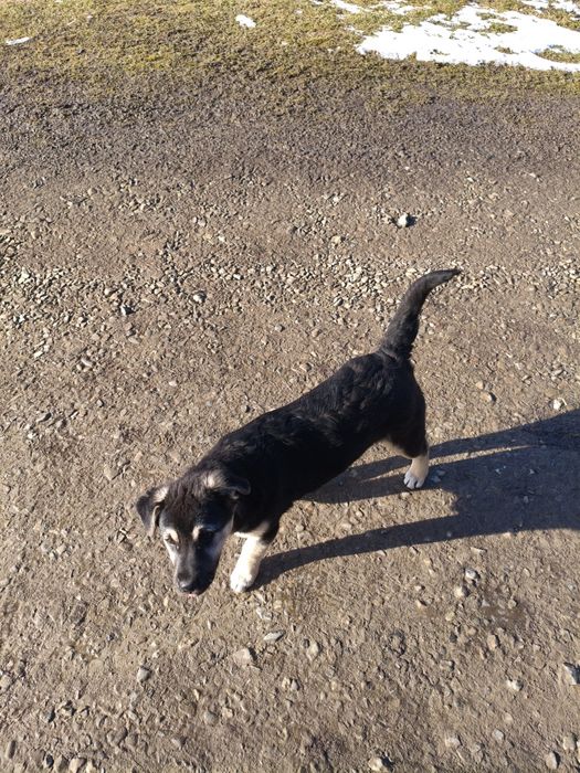 Donez cățelușă de curte