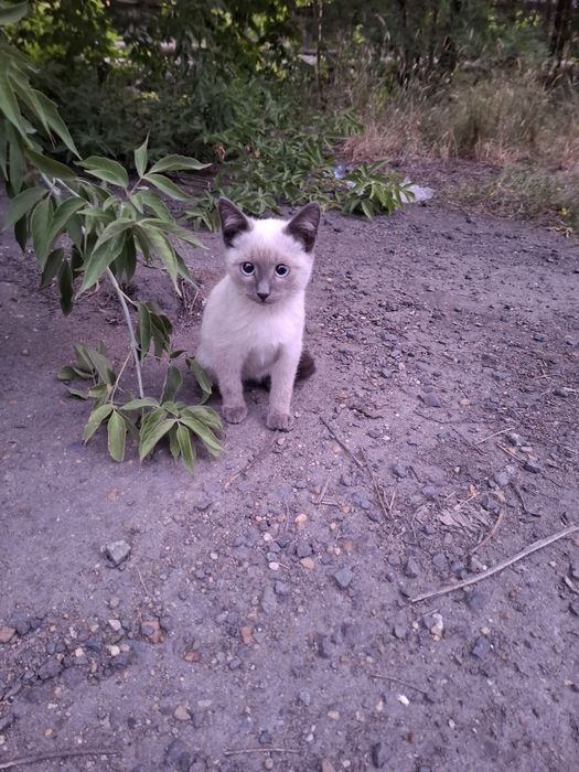 Отдам  красивых котят
