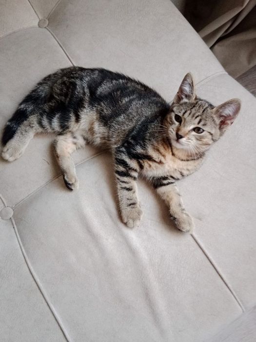 Отдам добрые руки котят