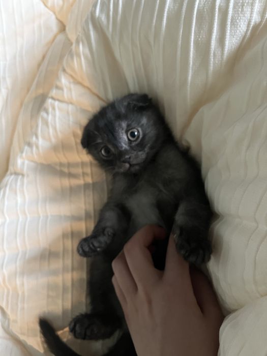 Шотландский вислоухий кот