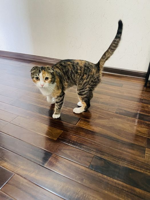 mushuk sotiladi juda yaxshi