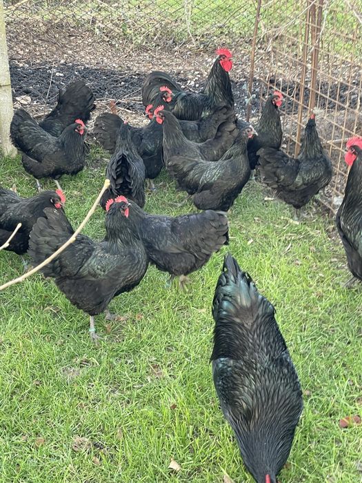 Oua incubat Australorp negru