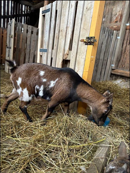 Capra pitica gestanta