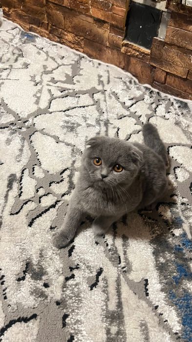 Zotdor mushuk/Зотдор Мушук/ Породистый Кот