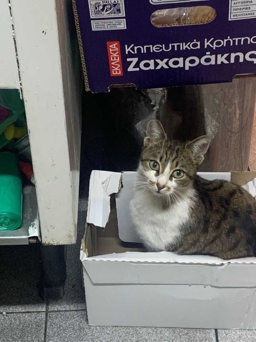 Котета 1,5 години кастрирани и дружелюбни