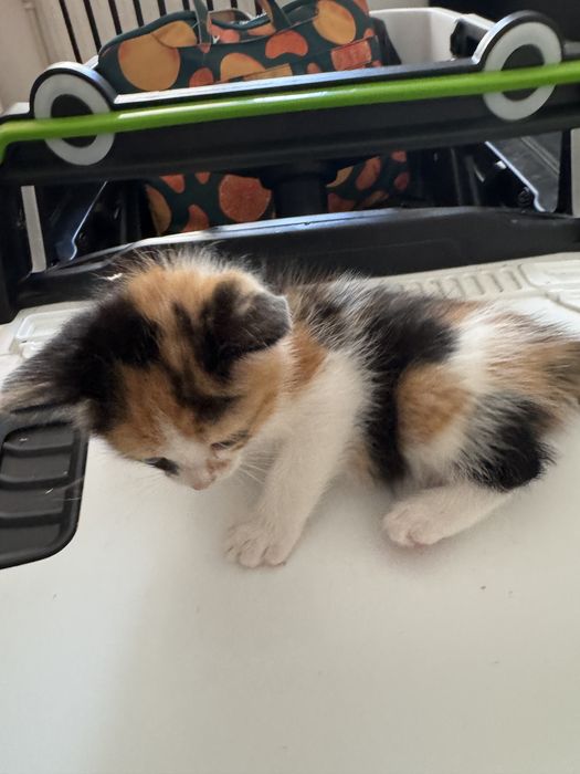 Котята бесплатно