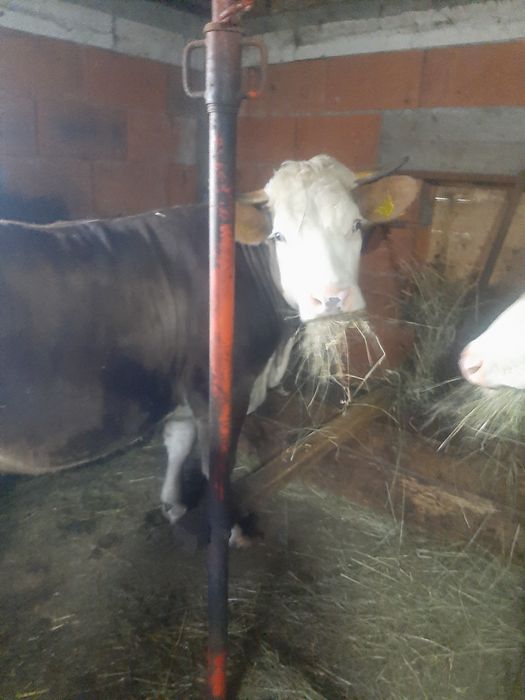 Vând,juninca,baltata,montata