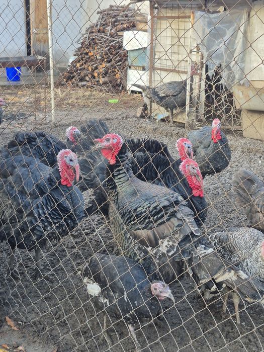 Куркалар Сотилади