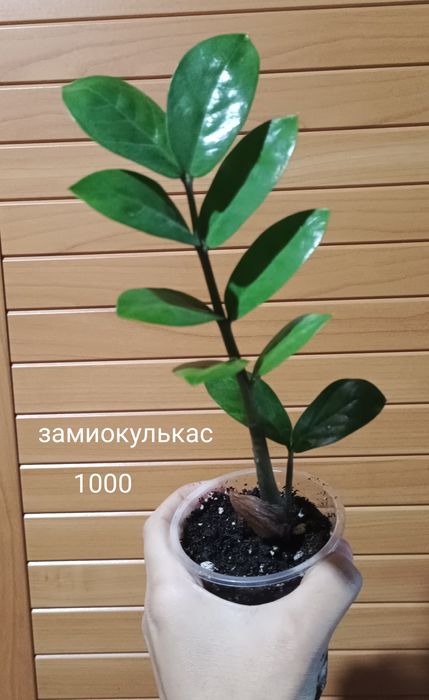 Комнотные цветы разные