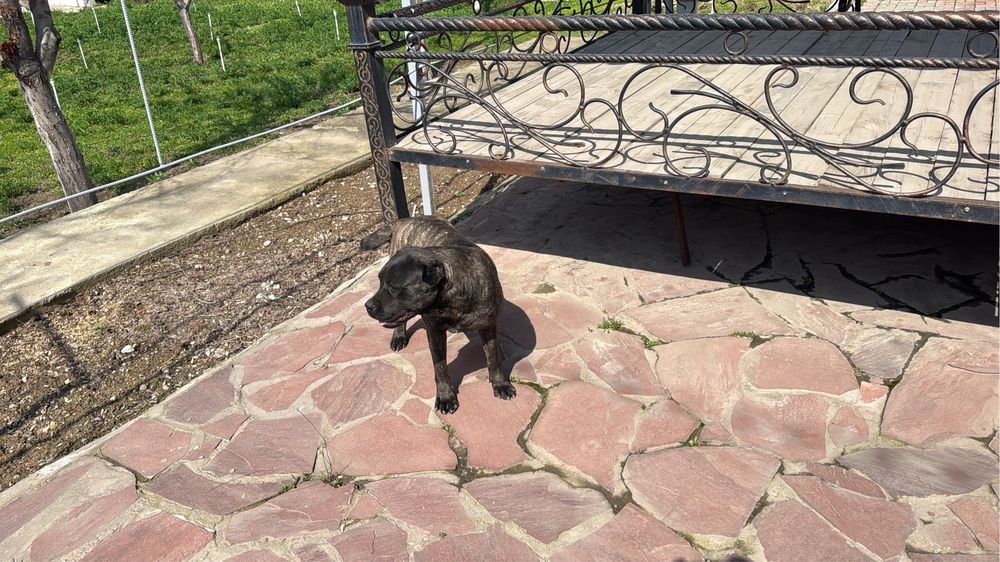 Щенок кане корсо