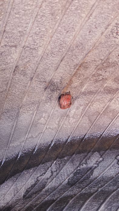 Продам шины на колеса хорошие