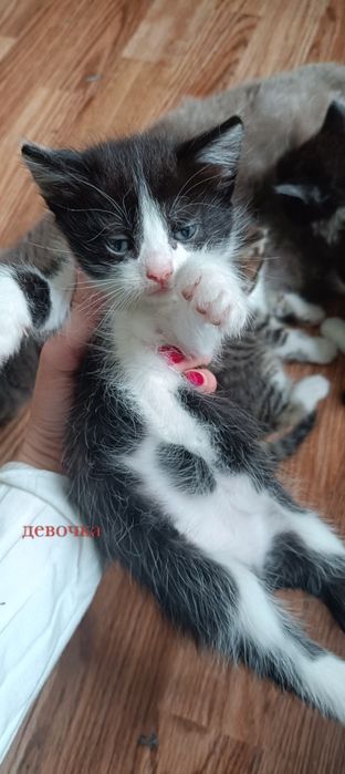 Отдам котят бесплатно